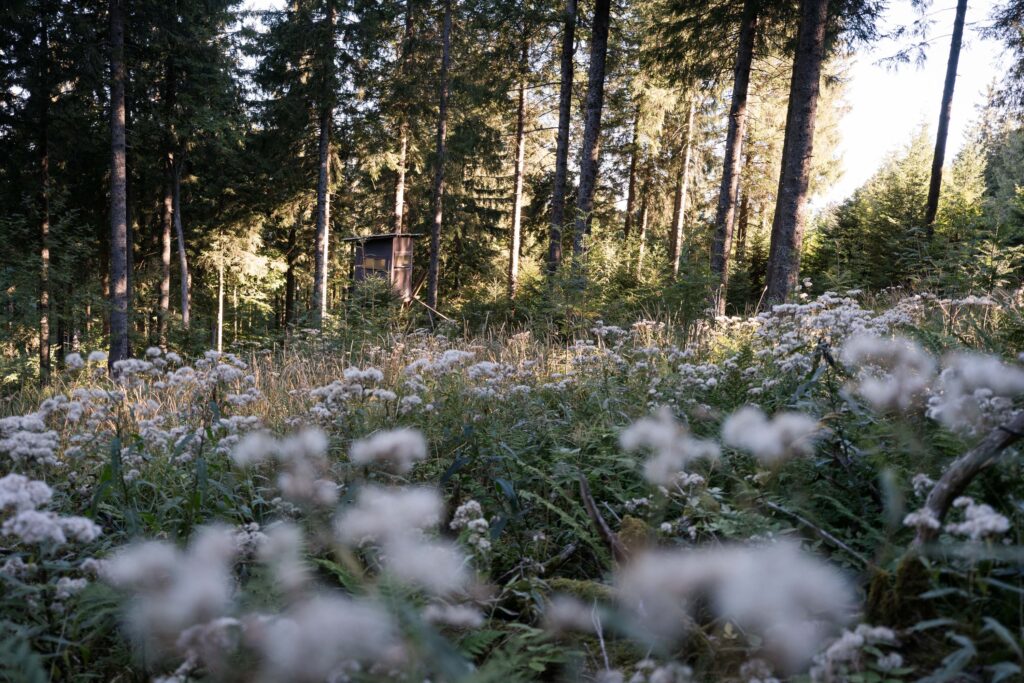 inklusive einsatzwoche in belchen vom bergwaldprojekt, habitatschutz für das auerhuhn